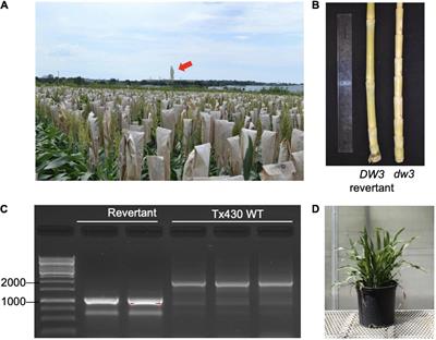 Implementation of Epigenetic Variation in Sorghum Selection and Implications for Crop Resilience Breeding